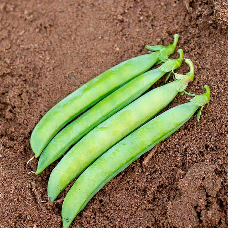 Sabre Untreated Peas