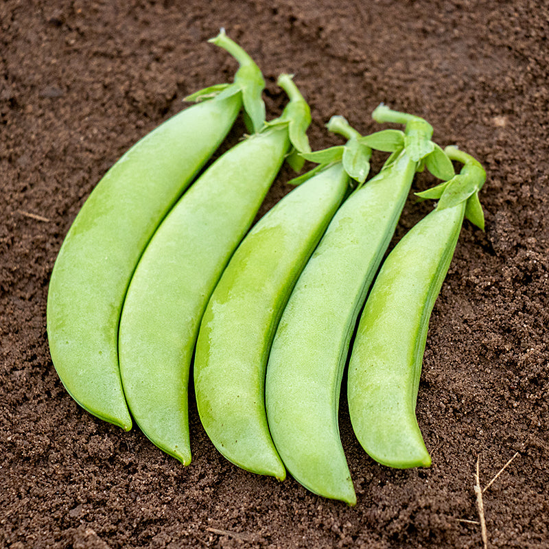 Tendersweet Untreated Snap Peas