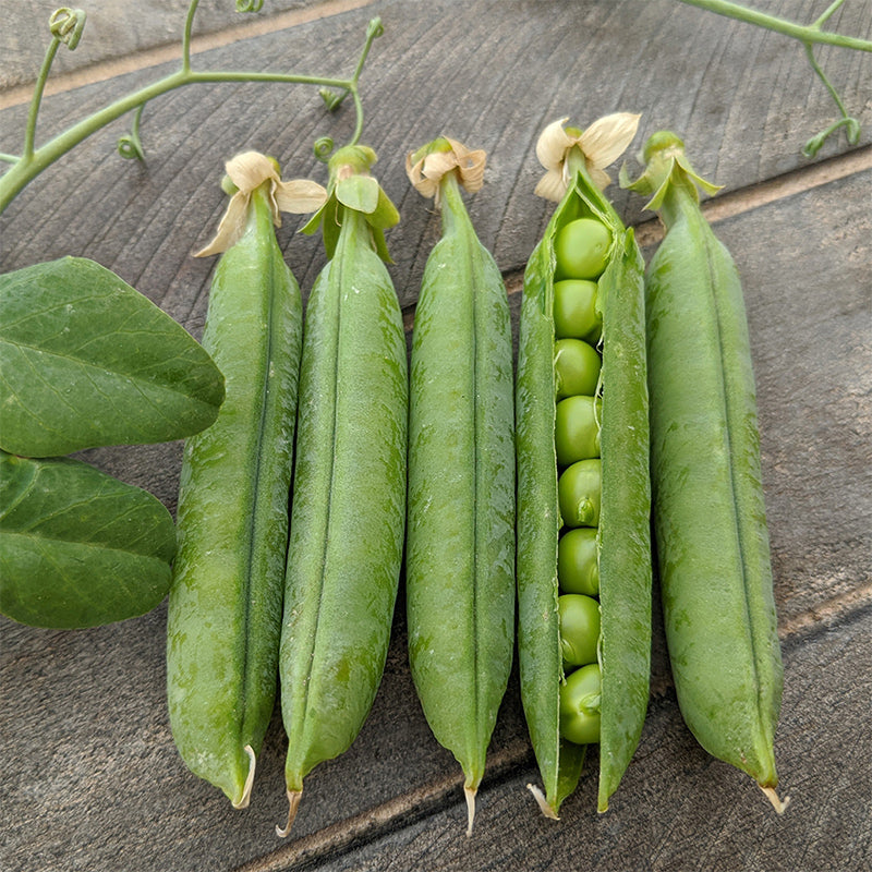 Legacy Peas