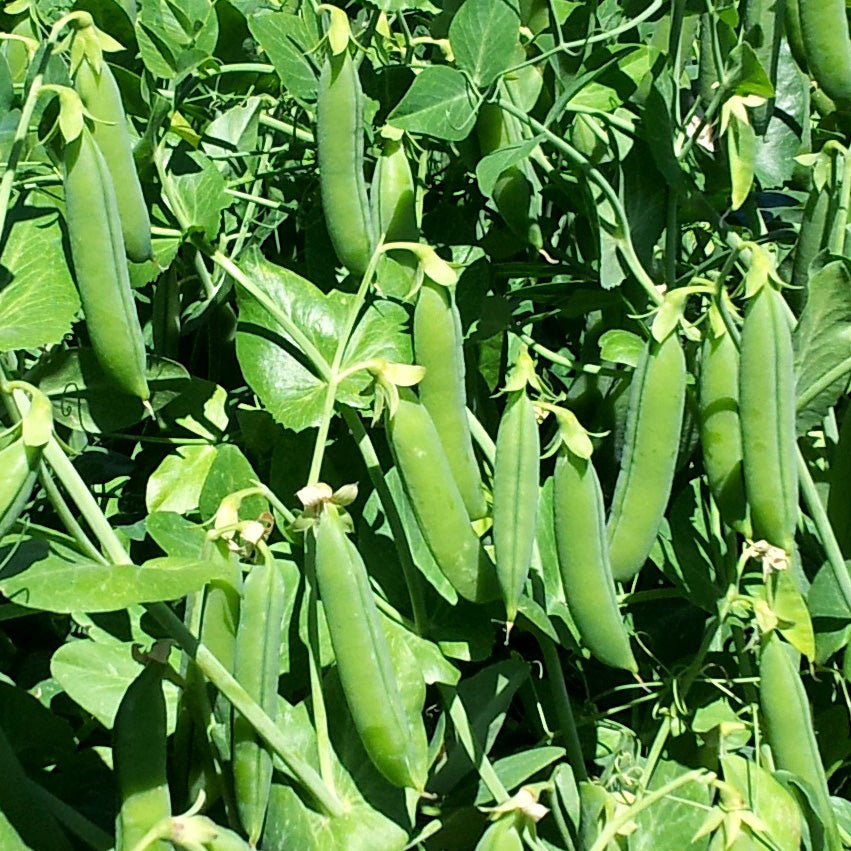 Jumpstart Peas