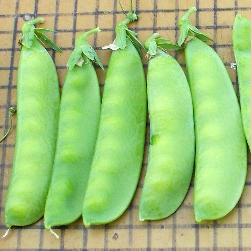 Little Sweetie Untreated Peas