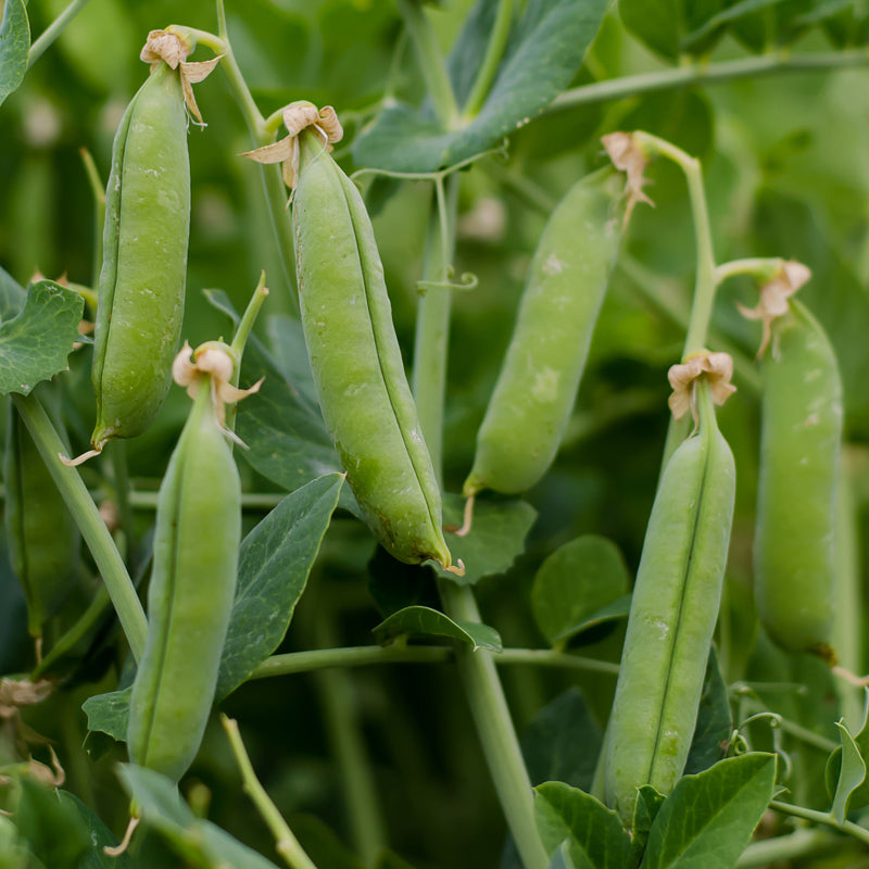 Sienna Peas