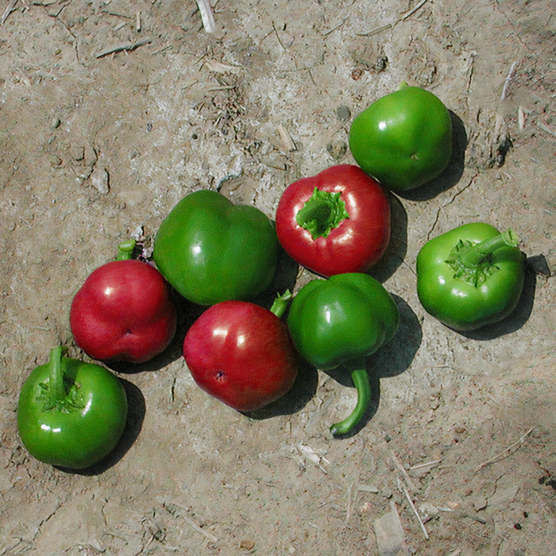 Sweet Cherry Large Untreated Pepper Hybrid