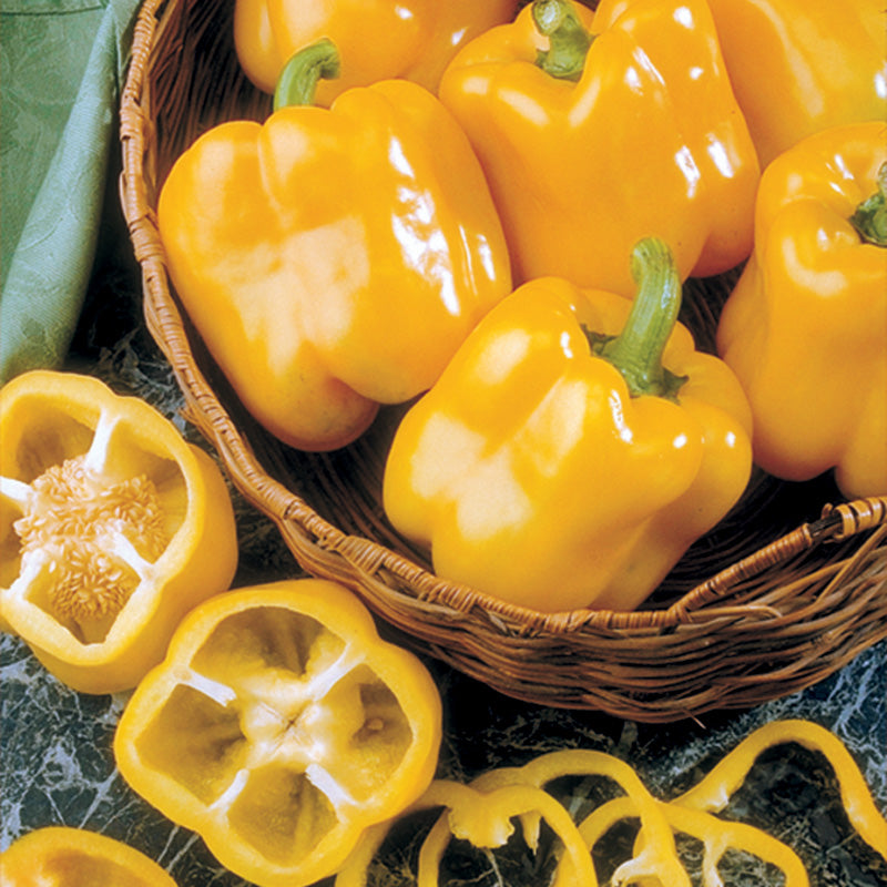 Early Sunsation Untreated Sweet Pepper Hybrid