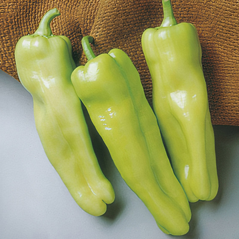 Keywest (X3R) Cubanelle Sweet Pepper Hybrid