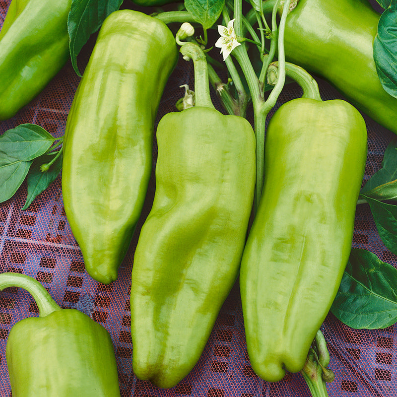 Cubanelle Sweet Pepper