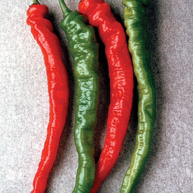 Mesilla Hot Pepper Hybrid