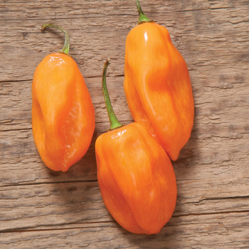 Habanero Orange Hot Pepper