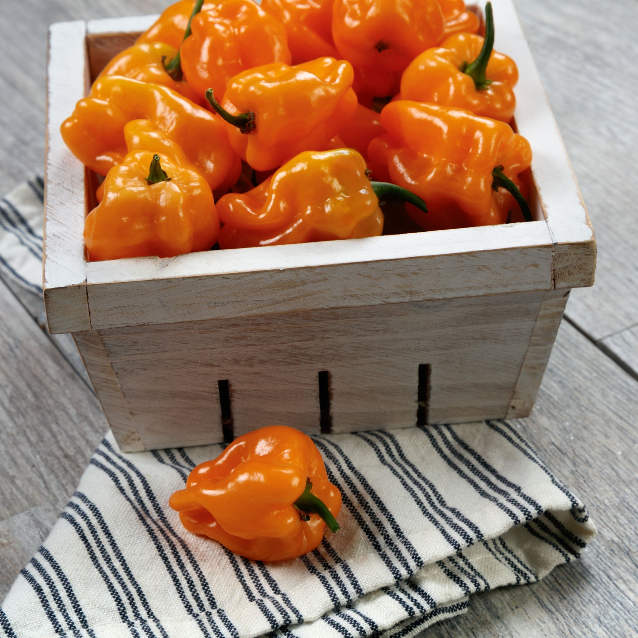 Chaak Habanero Pepper Hybrid