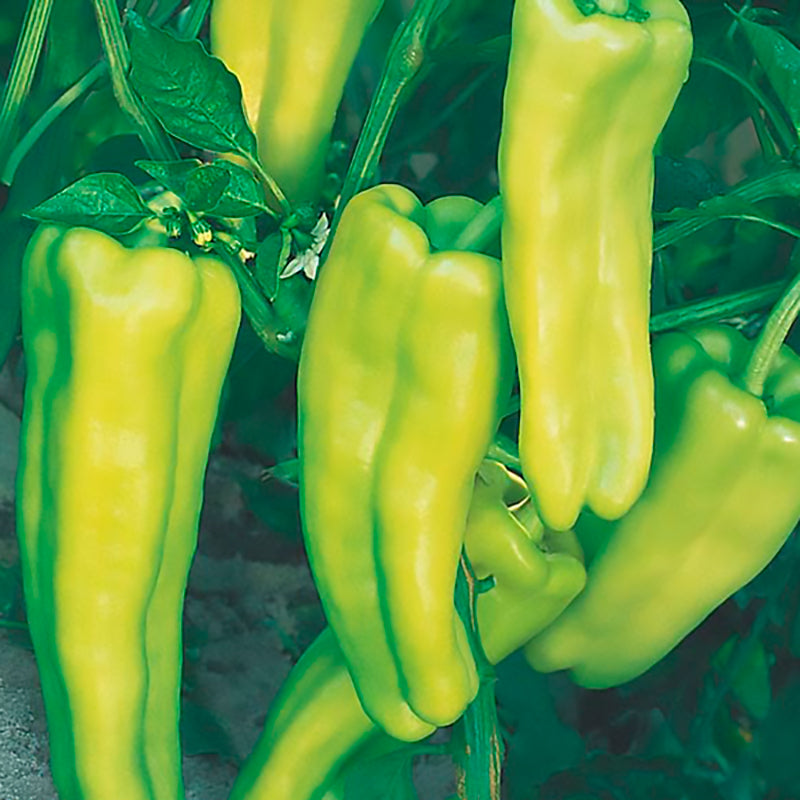 Aruba Sweet Pepper Hybrid