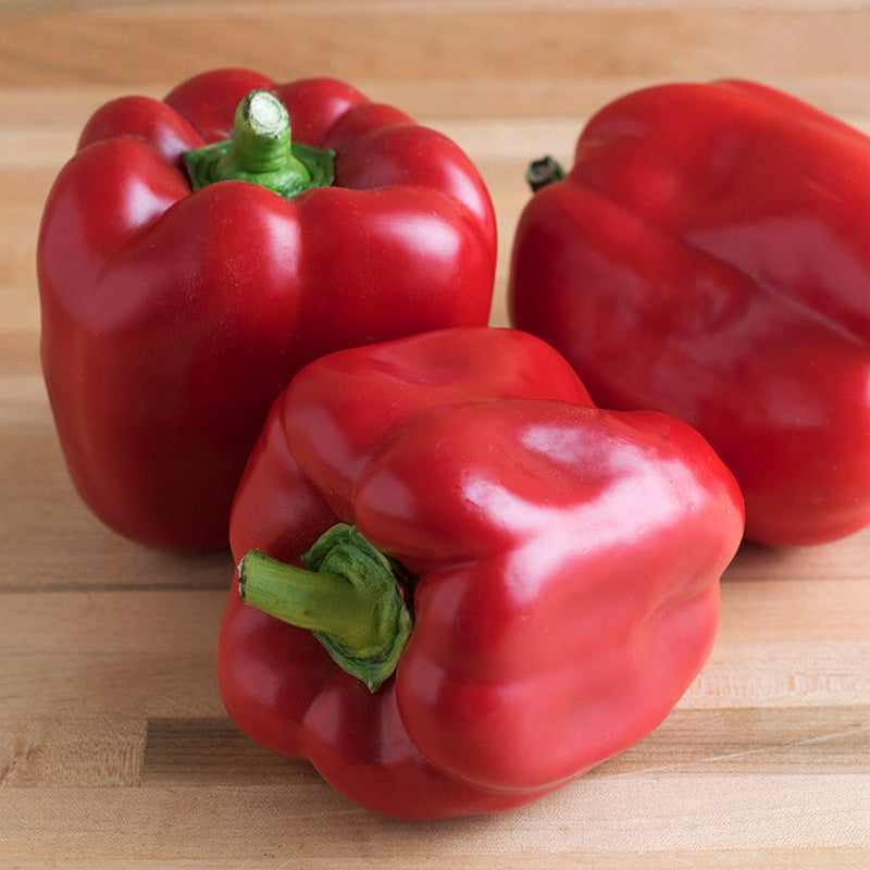 Red Knight (X3R) Sweet Pepper Hybrid