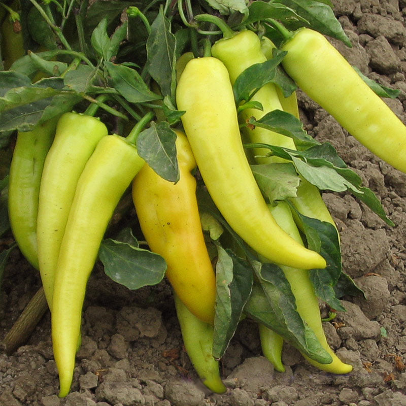 Golden Dagger Untreated Sweet Pepper