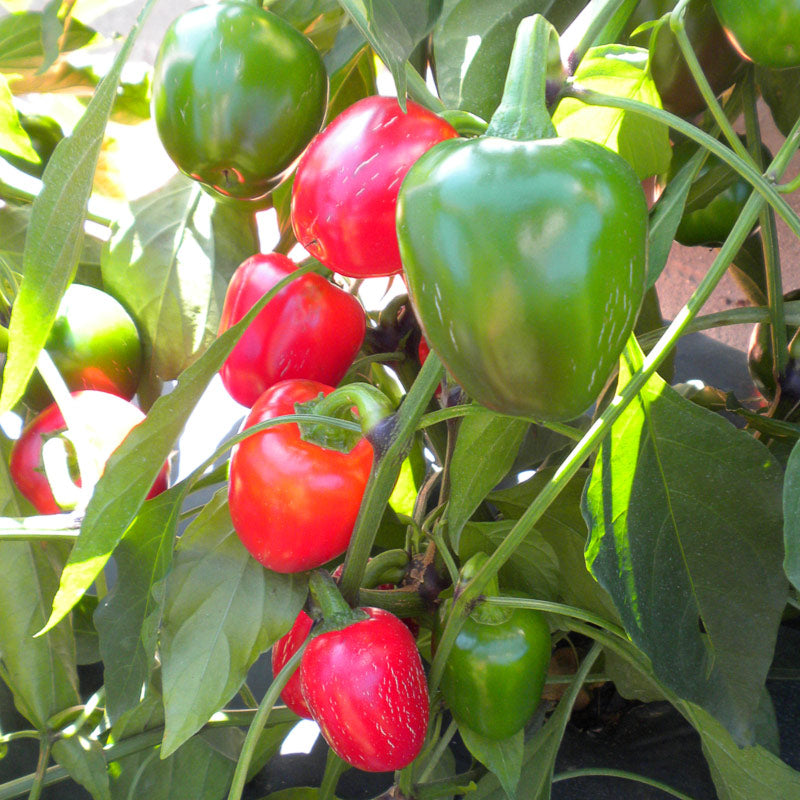Grandi Red Cherry Untreated Hot Pepper Hybrid