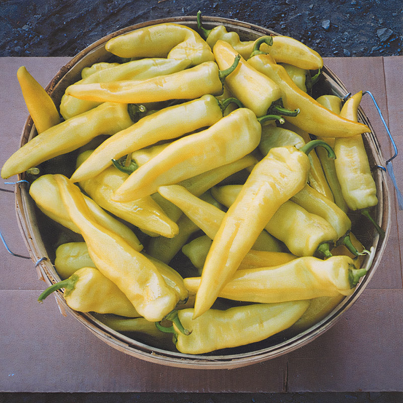 Sweet Savannah Untreated Pepper Hybrid