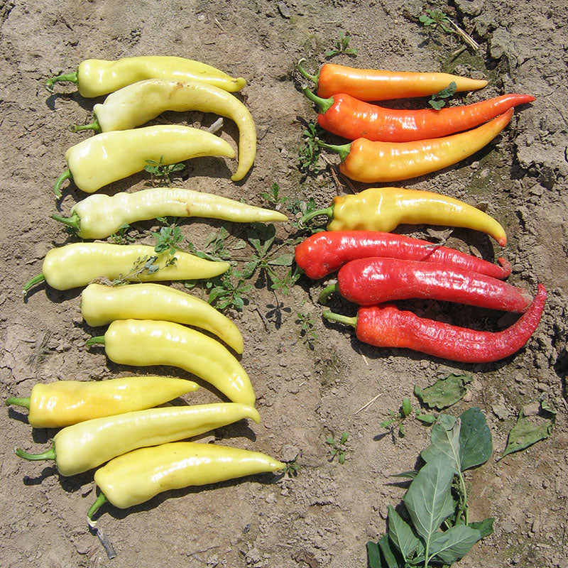 Superette Sweet Banana Untreated Pepper Hybrid