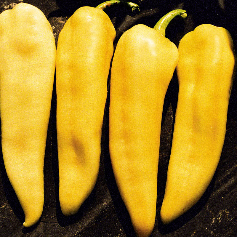 Sweet Arrow Pepper Hybrid