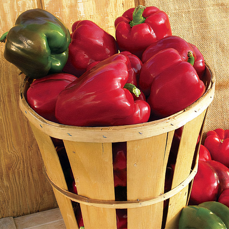 Alliance Sweet Pepper Hybrid