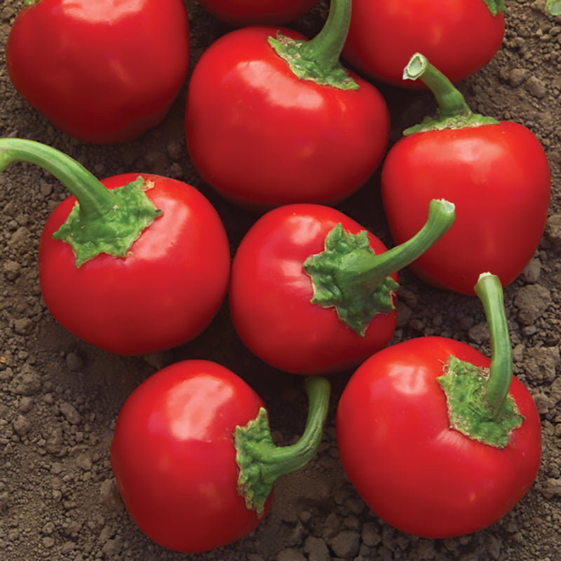 Time Bomb Hot Pepper Hybrid