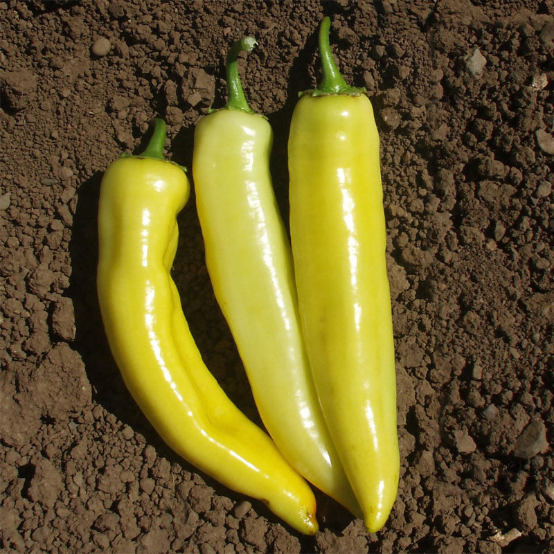 Sopron Sweet Pepper Hybrid