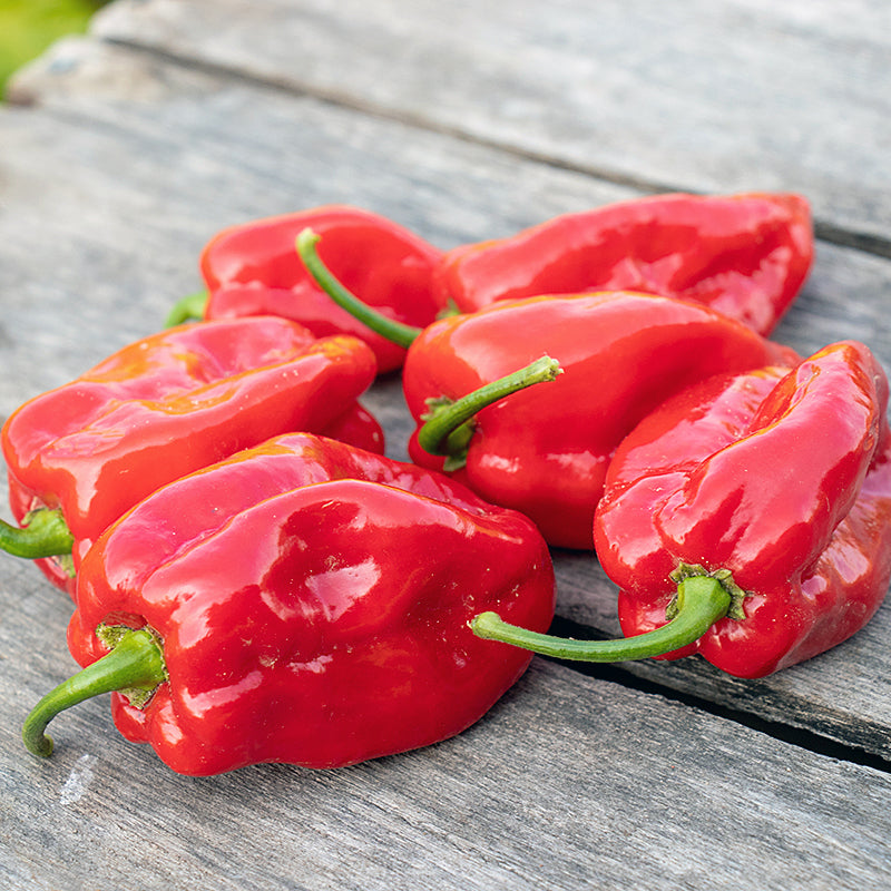 Super Habanero Pepper Hybrid