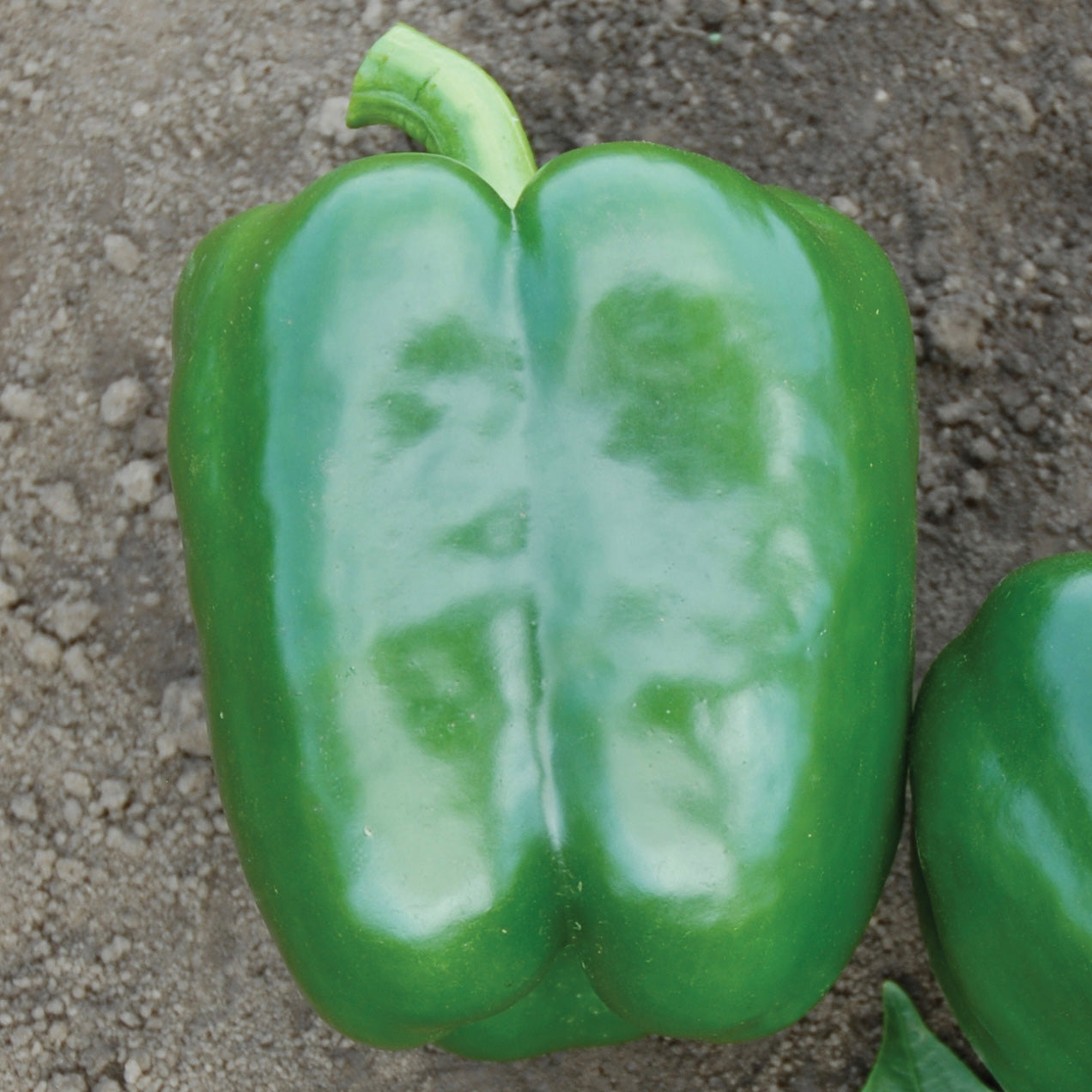 PS 09941819 (X5R) Sweet Pepper Hybrid