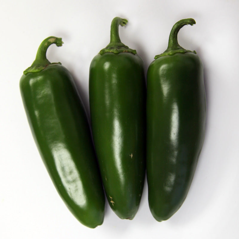 Mammoth Jalapeno Pepper Hybrid