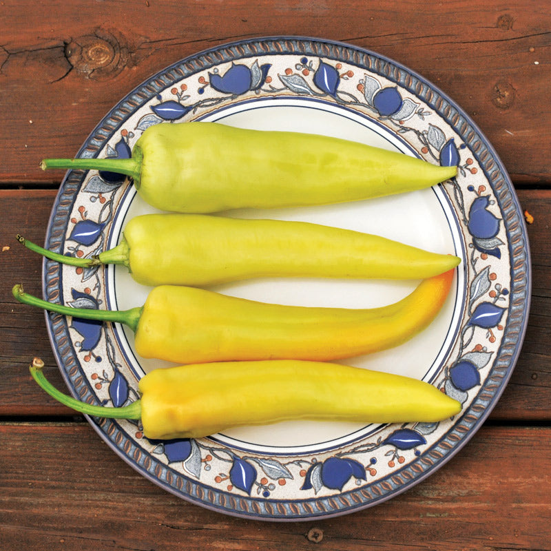 Doblon Pepper Hybrid