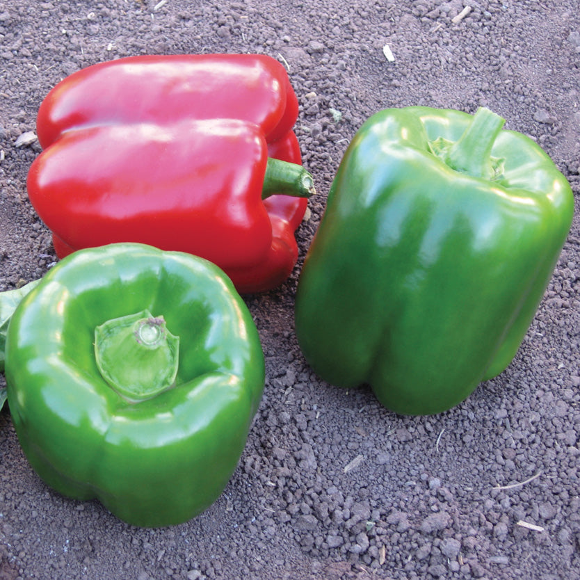Karisma Sweet Pepper Hybrid