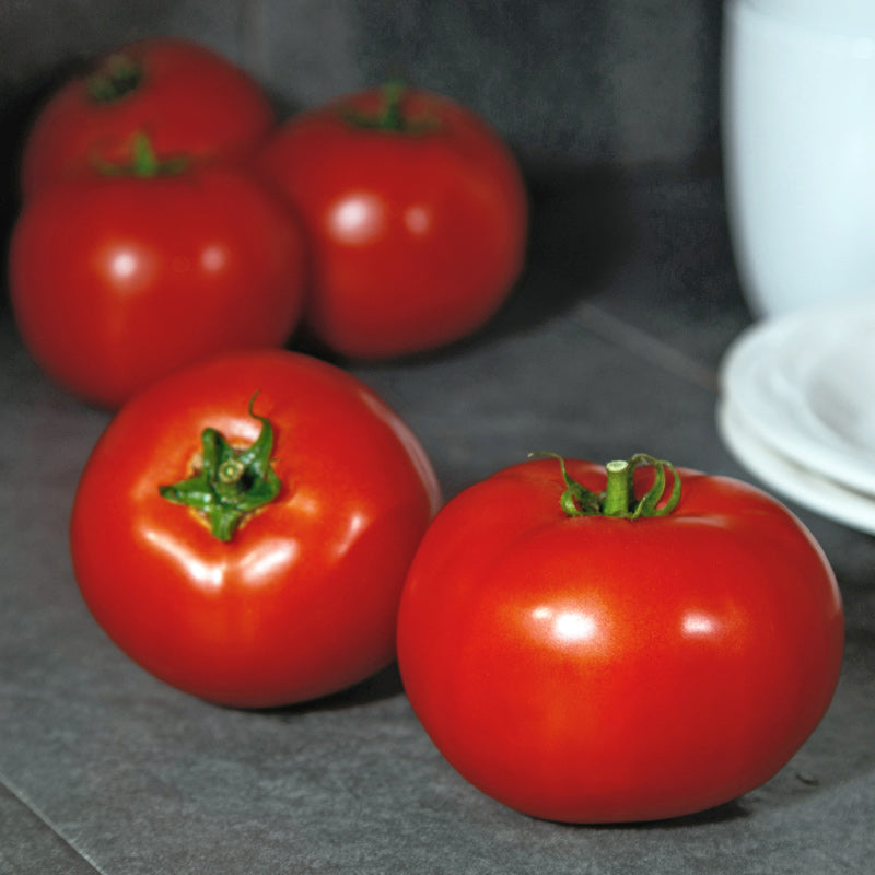 Red Snapper Pelleted Tomato Hybrid