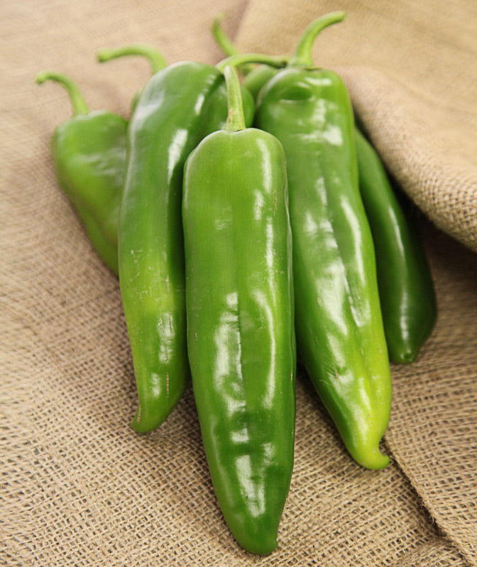 Charger Hot Pepper Hybrid