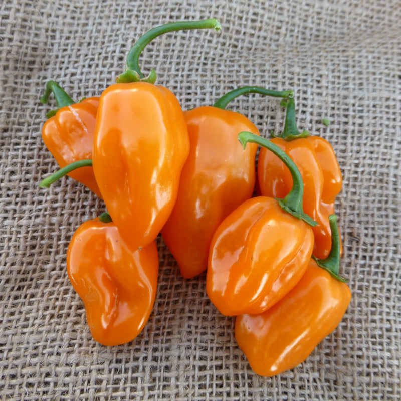 Kabal Habanero Pepper Hybrid