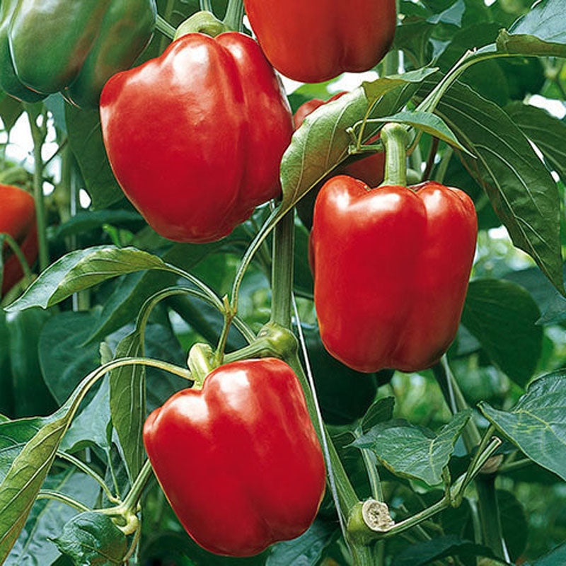 Sprinter (Greenhouse) Pepper Hybrid