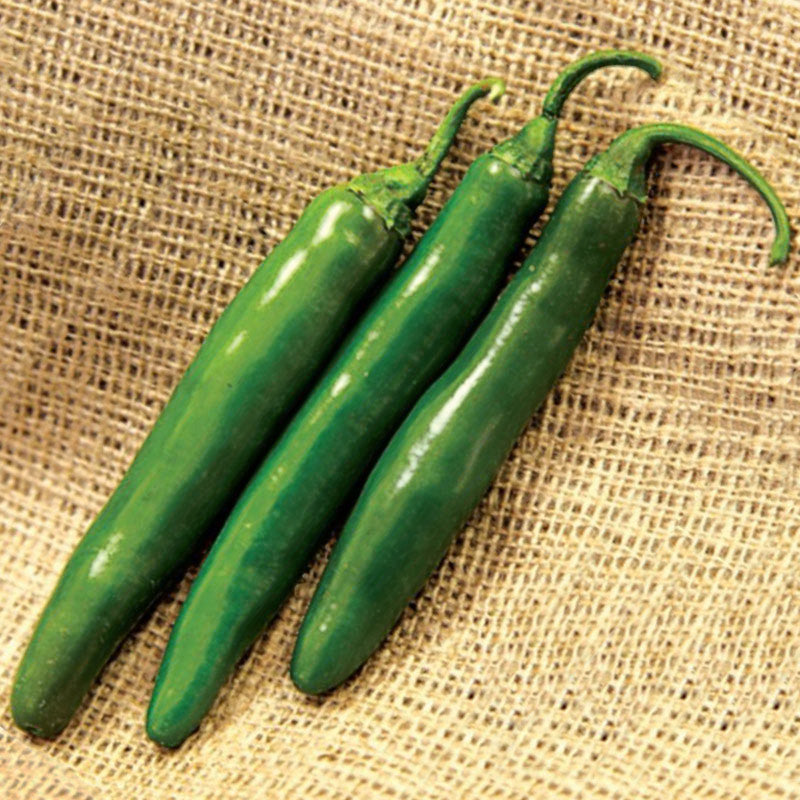 Altiplano Pepper Hybrid