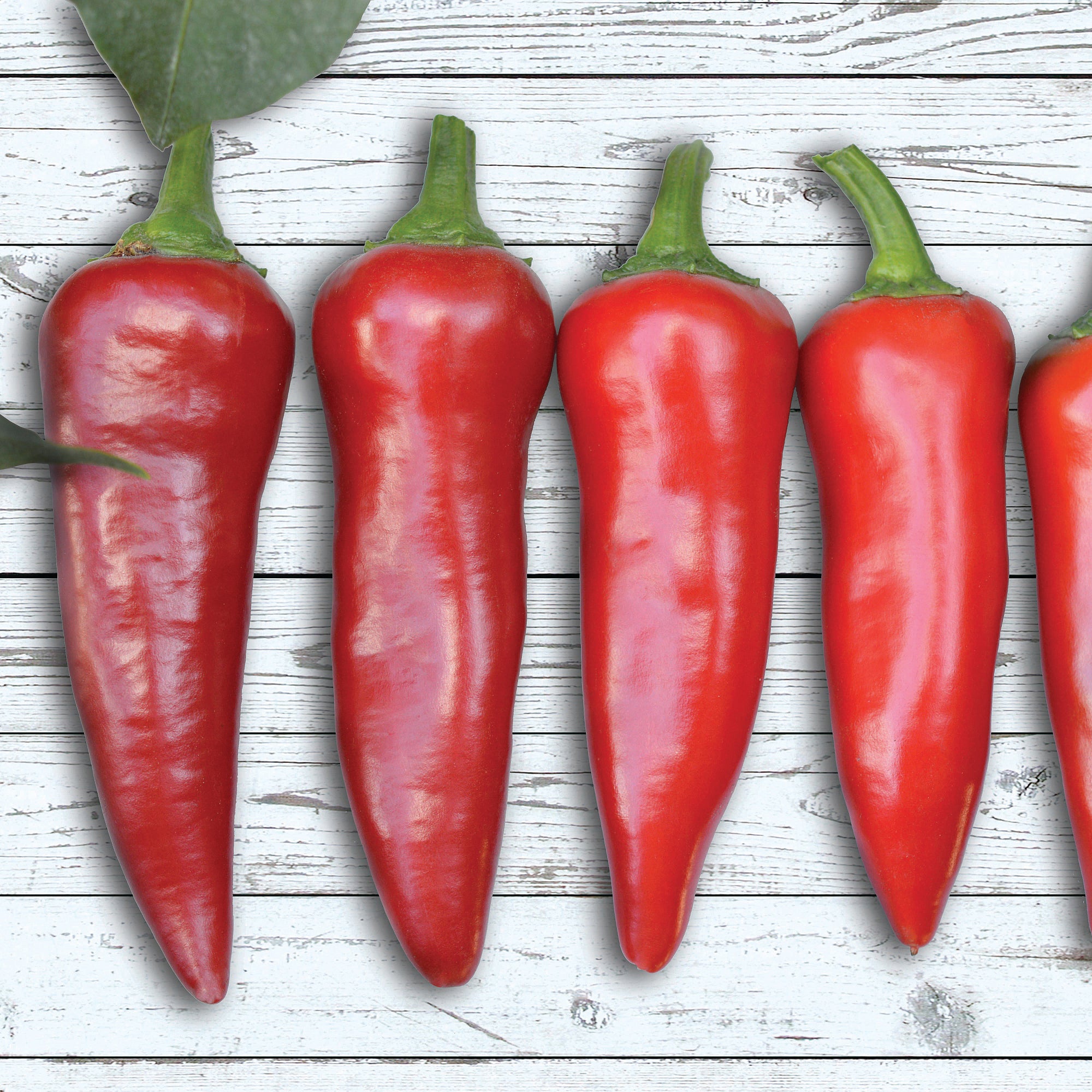 Sv5232hy Hot Pepper Hybrid