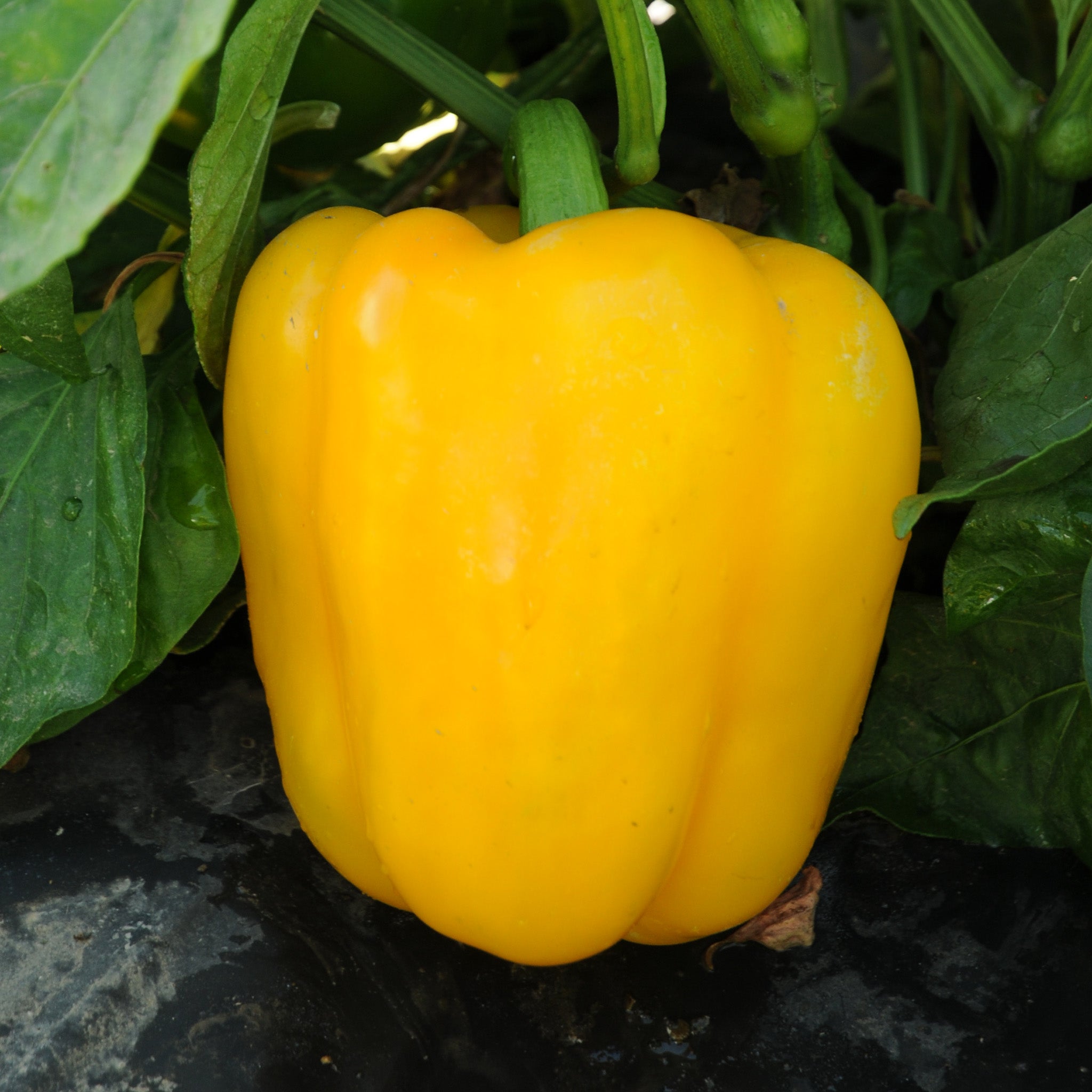 Abay Sweet Pepper Hybrid