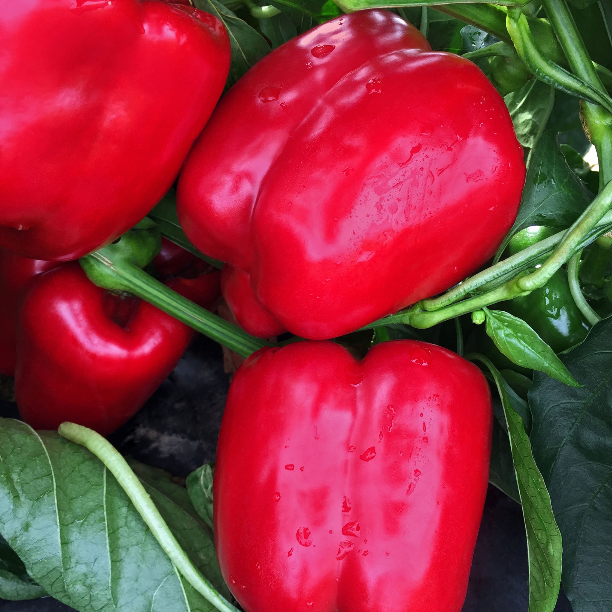 Mercer Bell Pepper Hybrid