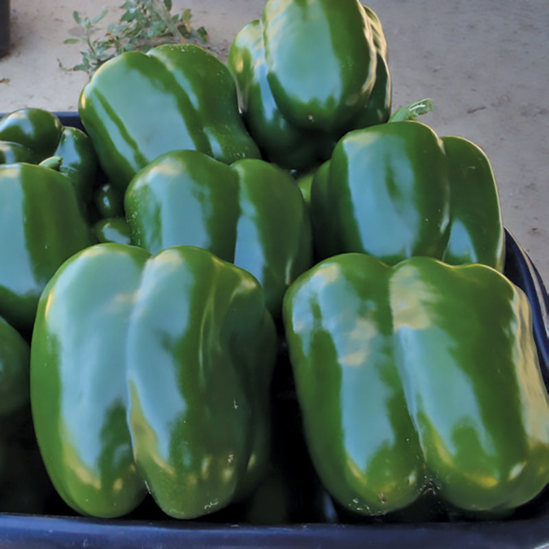 Currier Sweet Pepper Hybrid