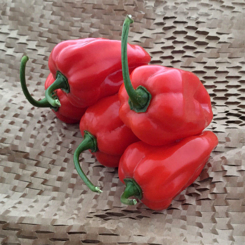 Rey Kawiil Habanero Pepper Hybrid