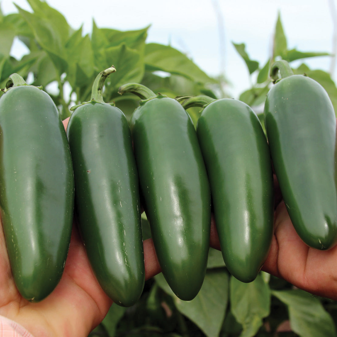 Dante Hot Pepper Hybrid