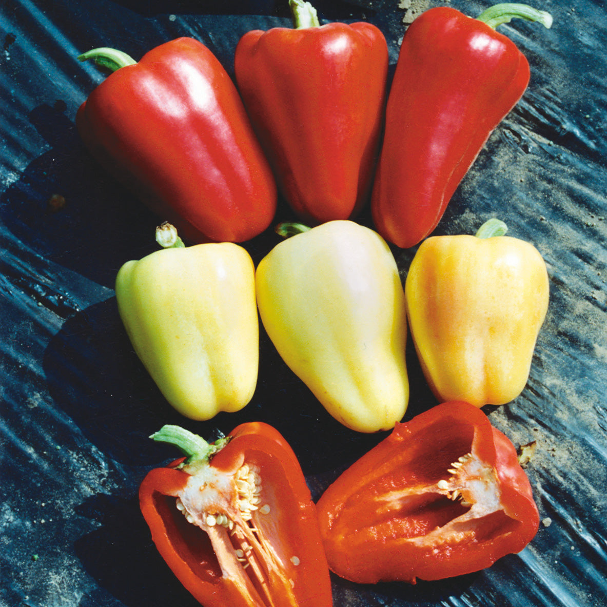 Giant Szegedi Sweet Pepper