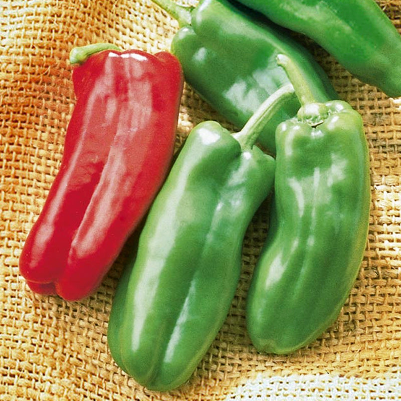 Giant Marconi Sweet Pepper Hybrid