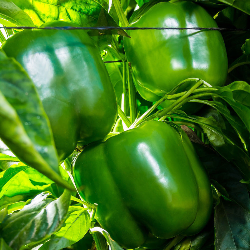Regulator Pepper Hybrid