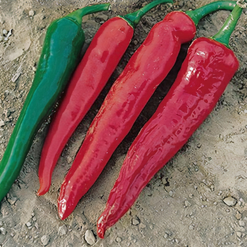 Hot Portugal Pepper