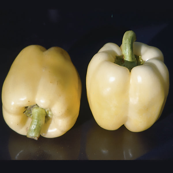 Dove Sweet Pepper Hybrid