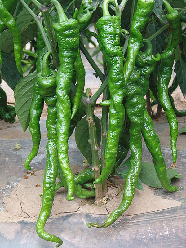 El Senor Hot Pepper Hybrid