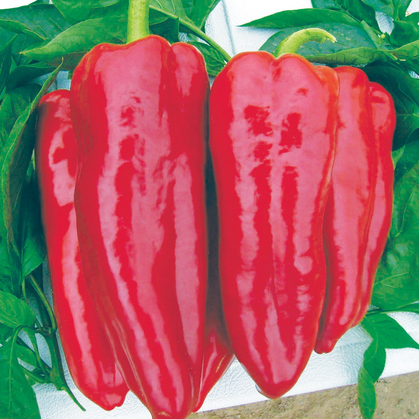 Marcato Sweet Pepper Hybrid