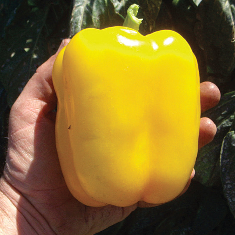 Mecate Sweet Pepper Hybrid