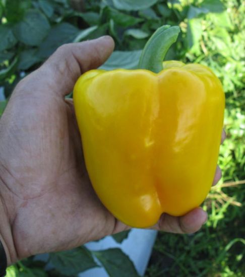 SVPB8415 Yellow Pepper Hybrid
