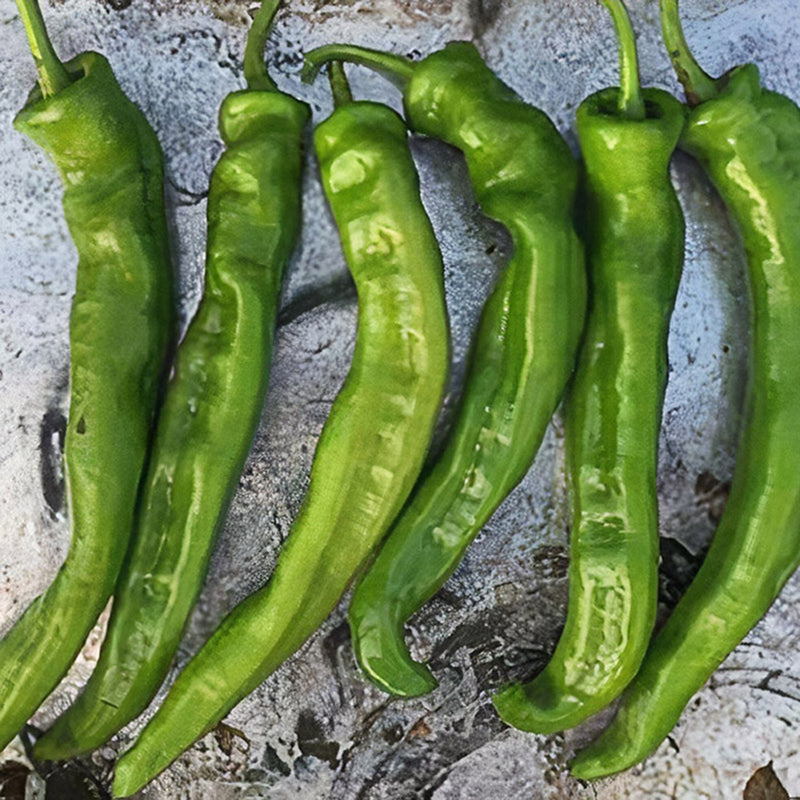 Wildcat Hot Pepper Hybrid