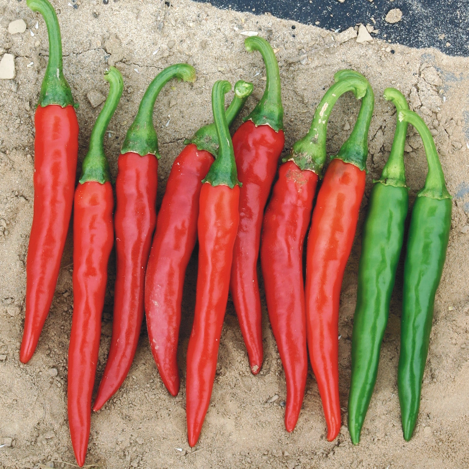 Ring Of Fire Untreated Hot Pepper